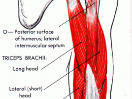triceps